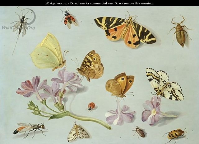 Butterflies moths and other insects with a sprig of periwinkle - Jan van Kessel