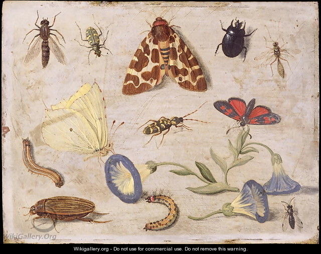 Insects 7 - Jan van Kessel