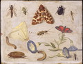 Insects 7 - Jan van Kessel