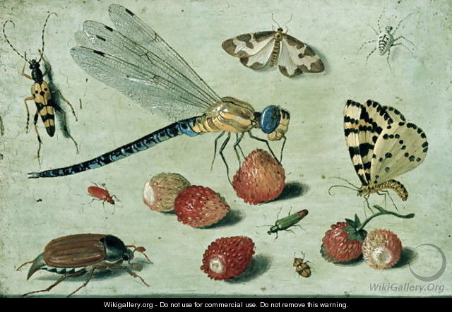 Study of Insects Butterflies and Flowers - Jan van Kessel