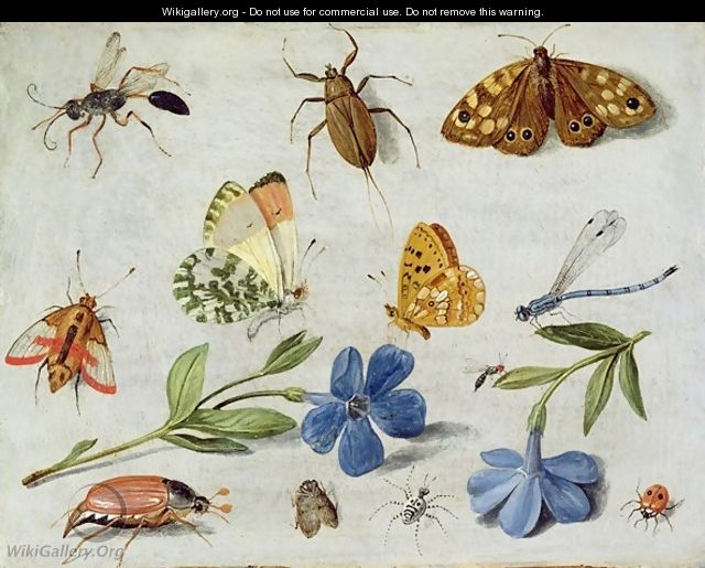 Insects 6 - Jan van Kessel