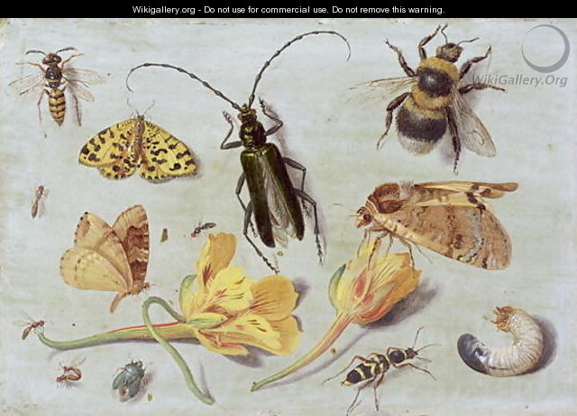 Insects 5 - Jan van Kessel