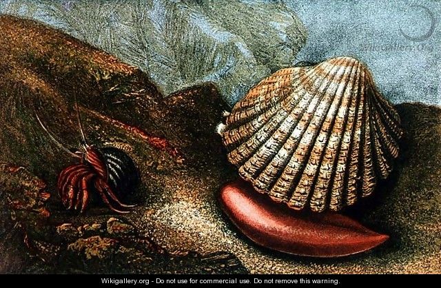 Cardum Rusticum and Pagurus Bernhardi in a Periwinkle Shell - Charles Kingsley