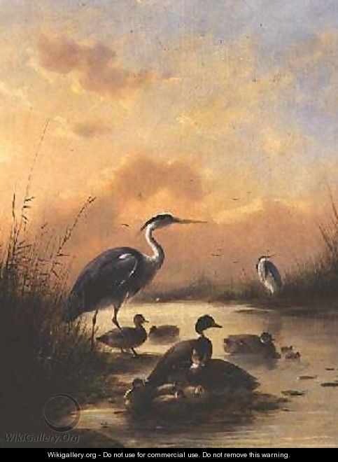 A family of Mallard and two Herons - Augustus Knip