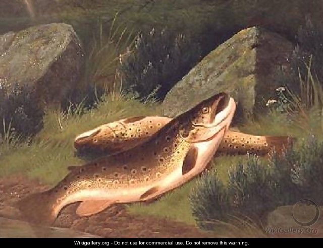 Brown Trout - A. Roland Knight