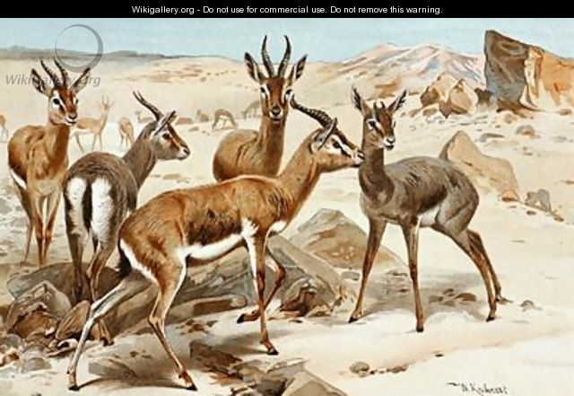Gazelles - Wilhelm Kuhnert