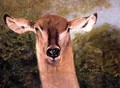 Head of an Antelope - Wilhelm Kuhnert