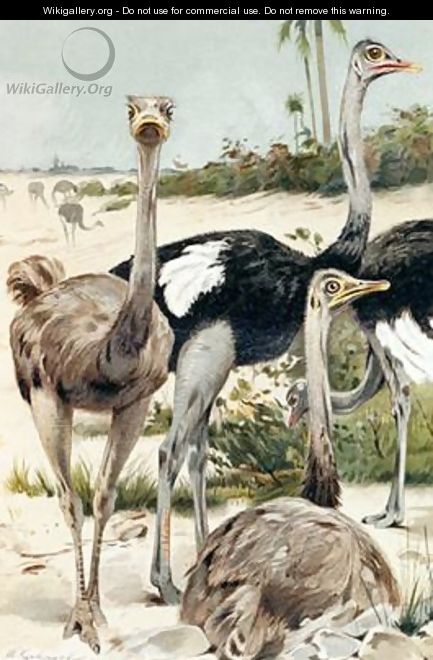 Ostrich plate from Brehms Tierleben Allgemeine Kunde des Tierreichs - Wilhelm Kuhnert