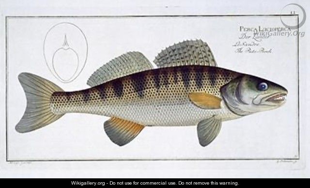 Pike Perch Perca lucioperca - Andreas-Ludwig Kruger