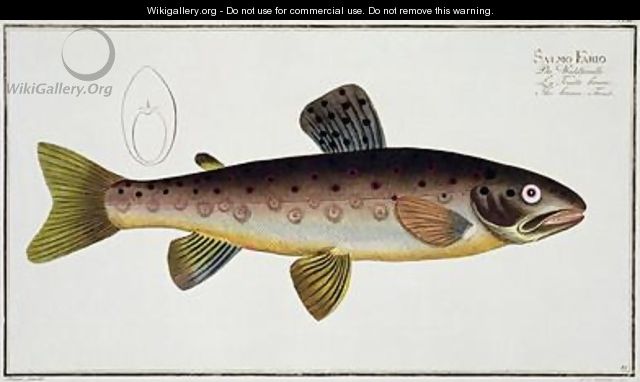 Brown Trout Salmo Iasustris - Andreas-Ludwig Kruger