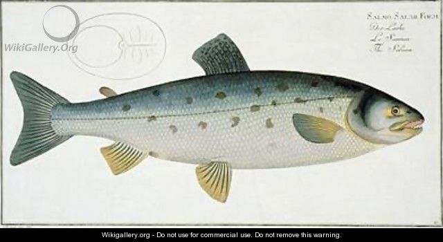 Salmon Salmo Salar - Andreas-Ludwig Kruger
