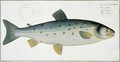Salmon Salmo Salar - Andreas-Ludwig Kruger