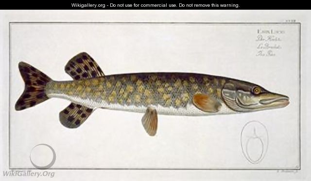 Pike Esox Lucio - Andreas-Ludwig Kruger