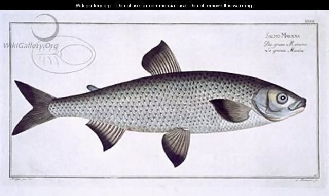 Salmon Salmo Maraena 2 - Andreas-Ludwig Kruger