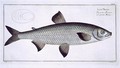 Salmon Salmo Maraena 2 - Andreas-Ludwig Kruger