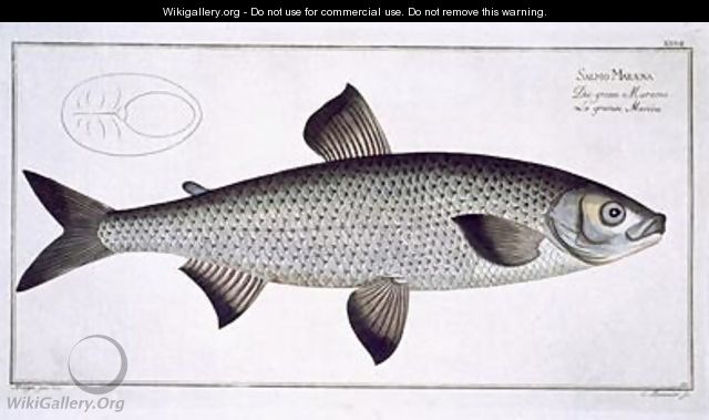 Salmon Salmo Maraena - Andreas-Ludwig Kruger