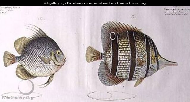 Orb fish - Andreas-Ludwig Kruger