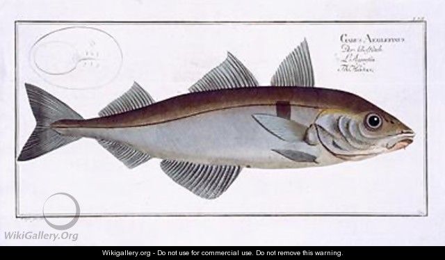 Haddock Gadus Aeglefinus - Andreas-Ludwig Kruger