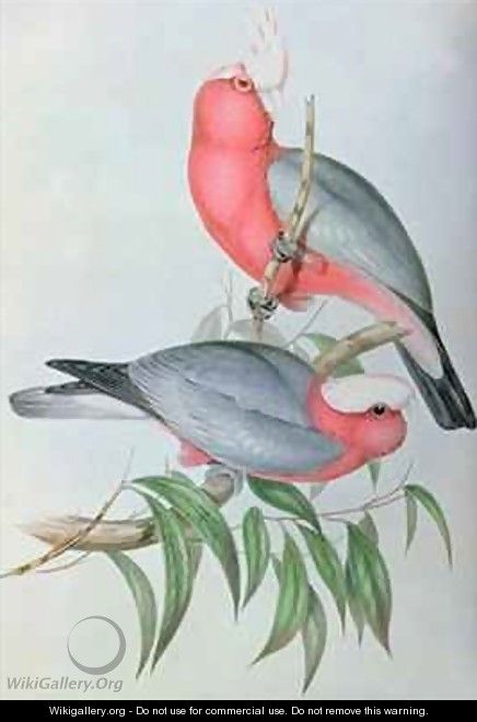 Birds of Asia - John Gould