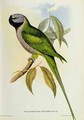 Parakeet Palaeornis Derbianus - John Gould