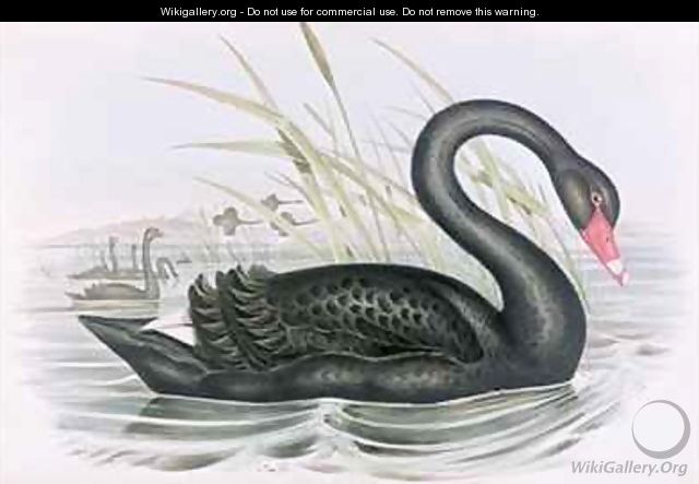 The Black Swan - John Gould
