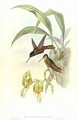 Bonapartes Star Fronted Hummingbird - John Gould