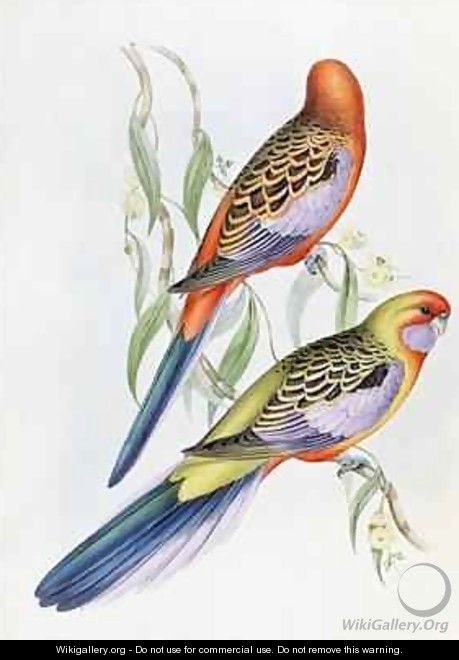 Platycercus Adelaidae from the Birds of Australia - John Gould