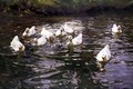 White Ducks on Water - Franz Grassel
