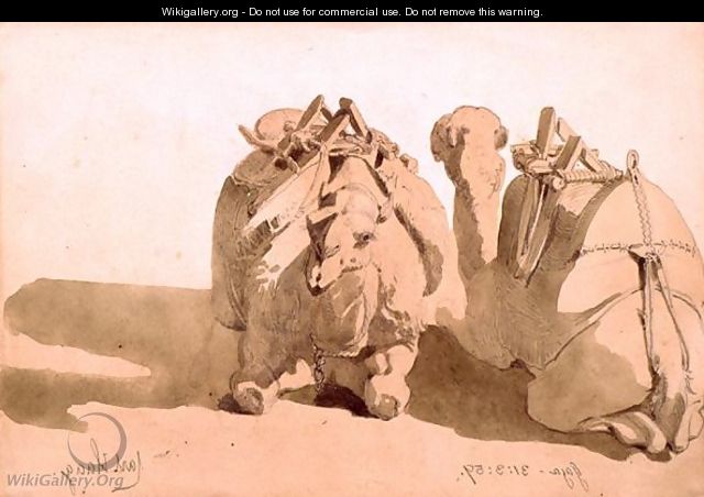 Study of camels - Carl Haag
