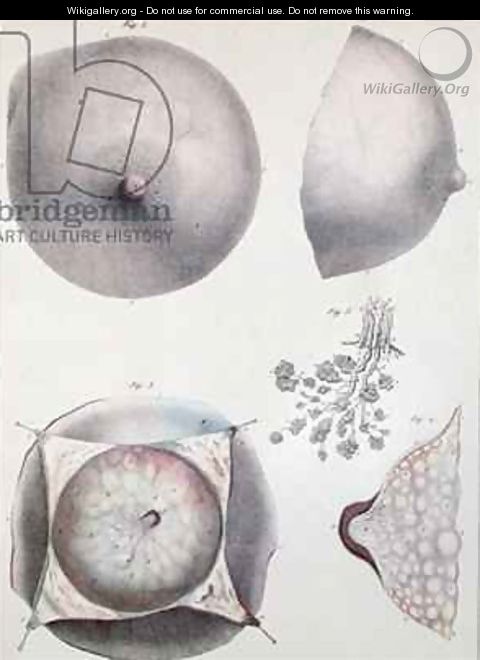 Anatomy of the breast from Manuel dAnatomie descriptive du Corps Humain - (after) Haincelin