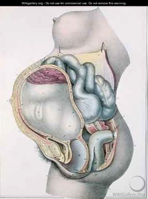 Anatomy of a pregnant woman from Manuel dAnatomie descriptive du Corps Humain - (after) Haincelin