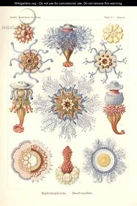 Siphonophorae Jelly Fish from Kunstformen der Natur - Ernst Haeckel