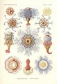 Siphonophorae Jelly Fish from Kunstformen der Natur - Ernst Haeckel
