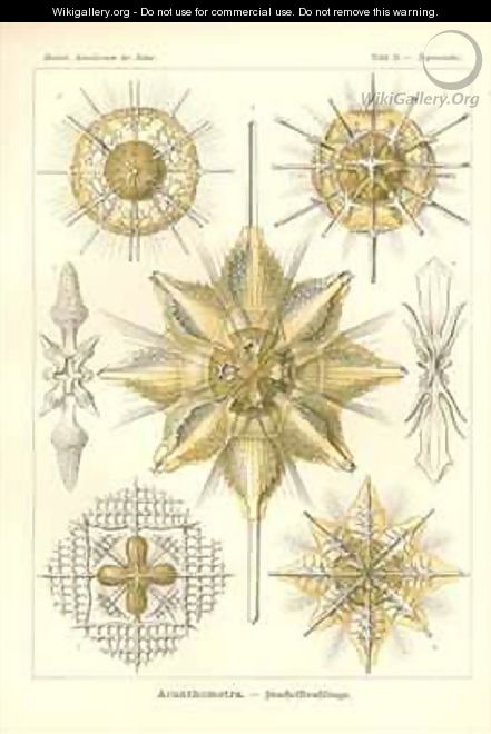 Acanthometra Stachelstrahlinge Pl21 from Kunstformen der Natur - Ernst Haeckel