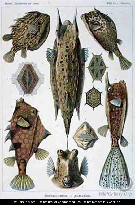 Ostraciontes plate from Artforms of Nature - Ernst Haeckel