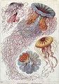 Jellyfish from Kunstformen der Natur - Ernst Haeckel