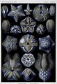 Blastoidea plate from Artforms of Nature - Ernst Haeckel
