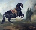 A black horse performing the Courbette 2 - Johann Georg Hamilton