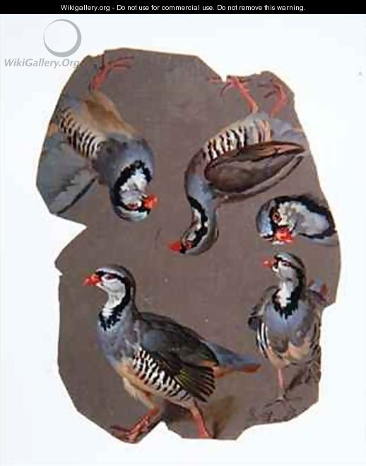 Sketch of Partridges - Ferdinand Phillip de Hamilton