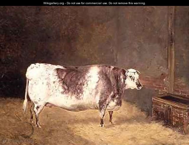 Shorthorn Cow - John Goode