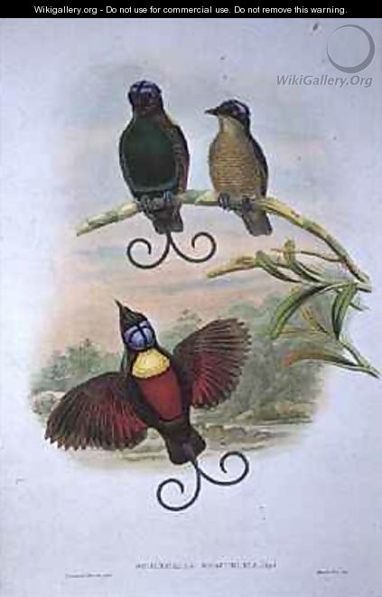 Wilsons Diphyllodes Respuhlica Bird of Paradise - (after) Gould, John & Hart, William