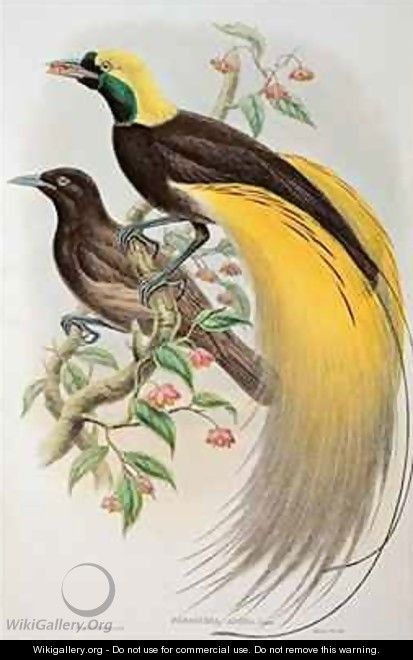 Bird of Paradise Greater Paradisaea Apoda - (after) Gould, John & Hart, William