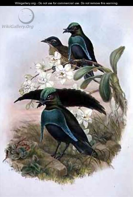 Lophornina Superb Bird of Paradise - (after) Gould, John & Hart, William
