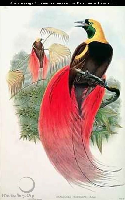 Bird of Paradise - (after) Gould, John & Hart, William