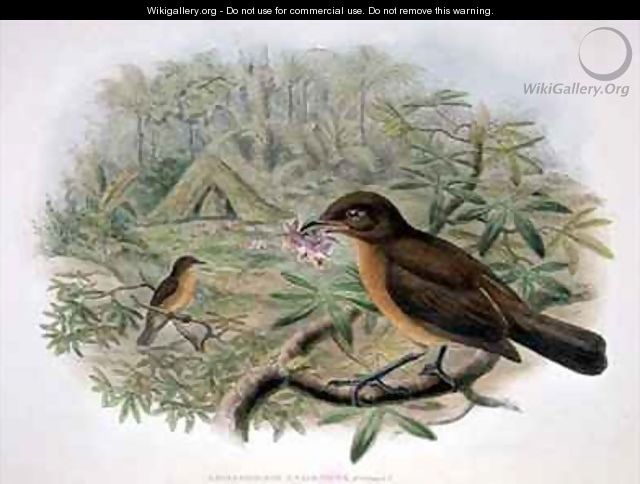 Amblyornis Inornatus Vogelkop Gardener Bowerbird - (after) Gould, John & Hart, William
