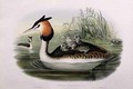 Great Crested Grebe - (after) Gould, John & Richter, H.C.