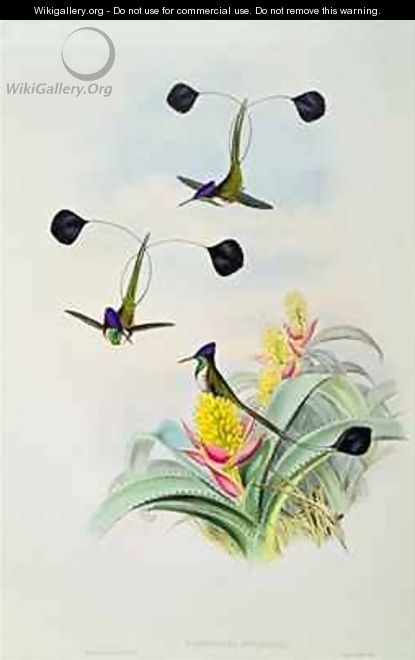 Hummingbird - (after) Gould, John & Richter, H.C.