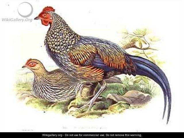 Two Asian pheasants Gallus Sonneratii - (after) Gould, John