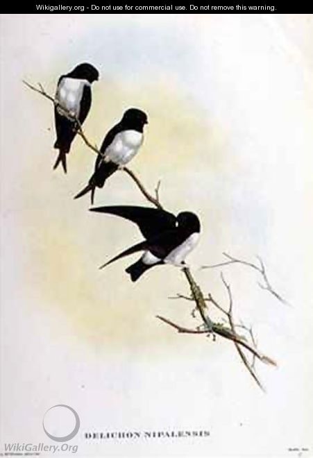 Delichon nipalensis - John Gould