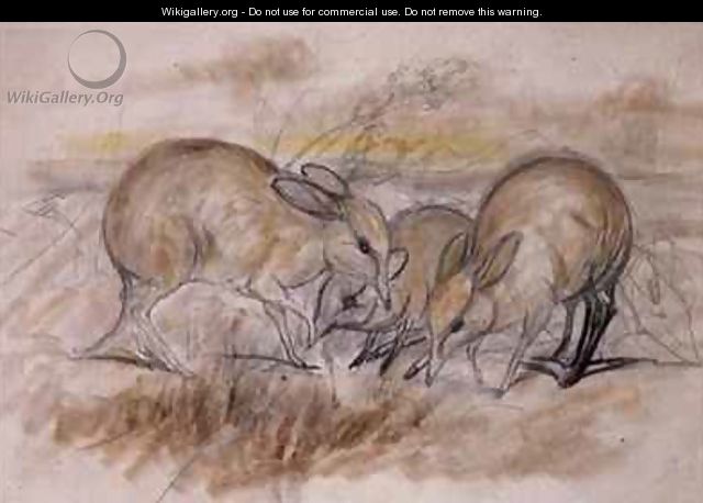 Pig Footed Bandicoot - John Gould